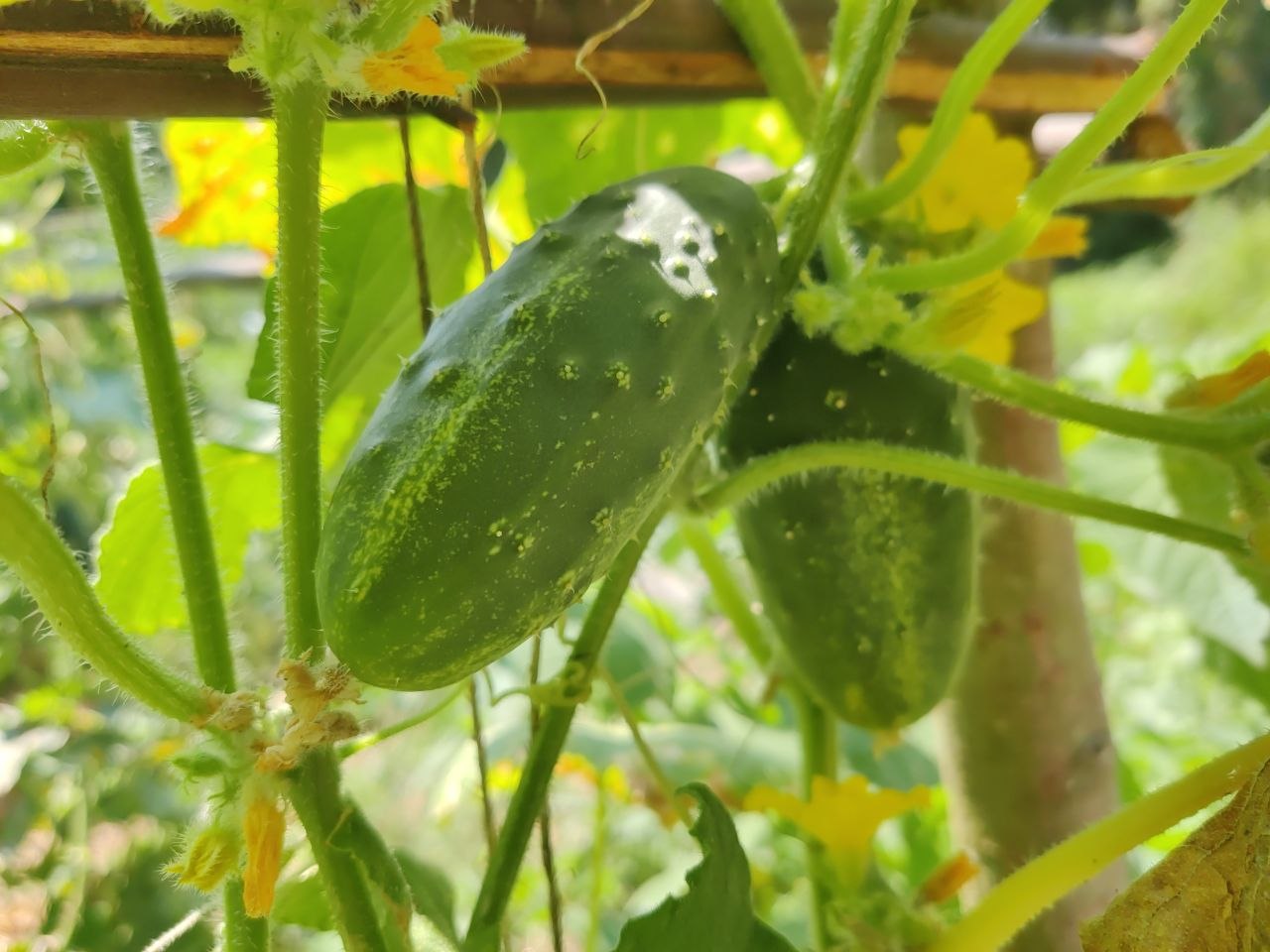 Home Cucumber